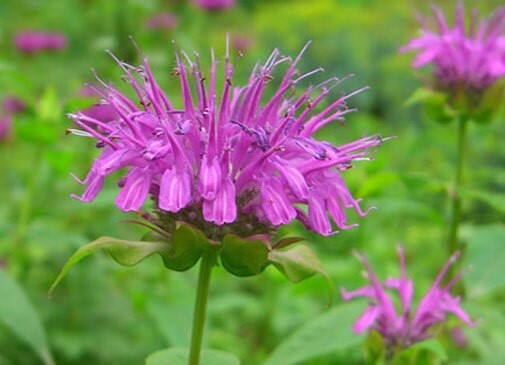 Monarda media | Purple Bergamot | 200_Seeds