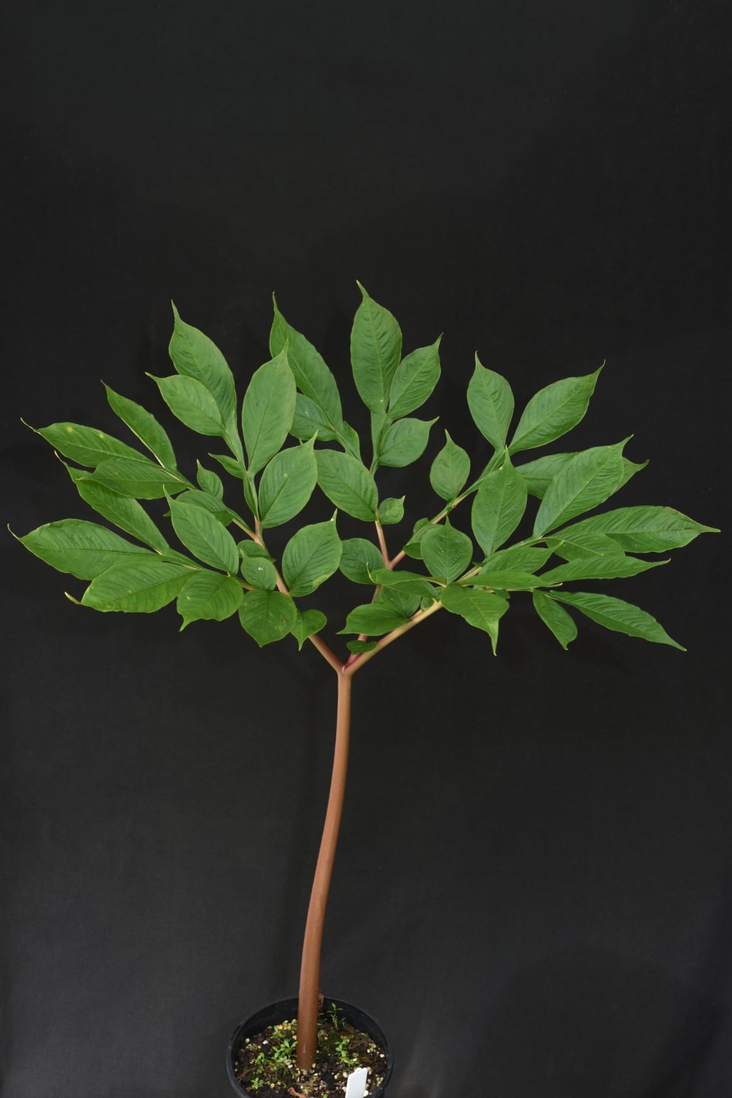 Amorphophallus tuberculatus (seed) Aroid Corpse Flower Rare Houseplant Collector