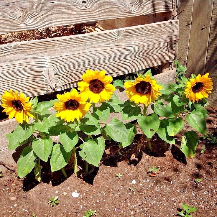 50+Sunspot DWARF SUNFLOWER Seeds Native Wildflower Flowering Annual Container