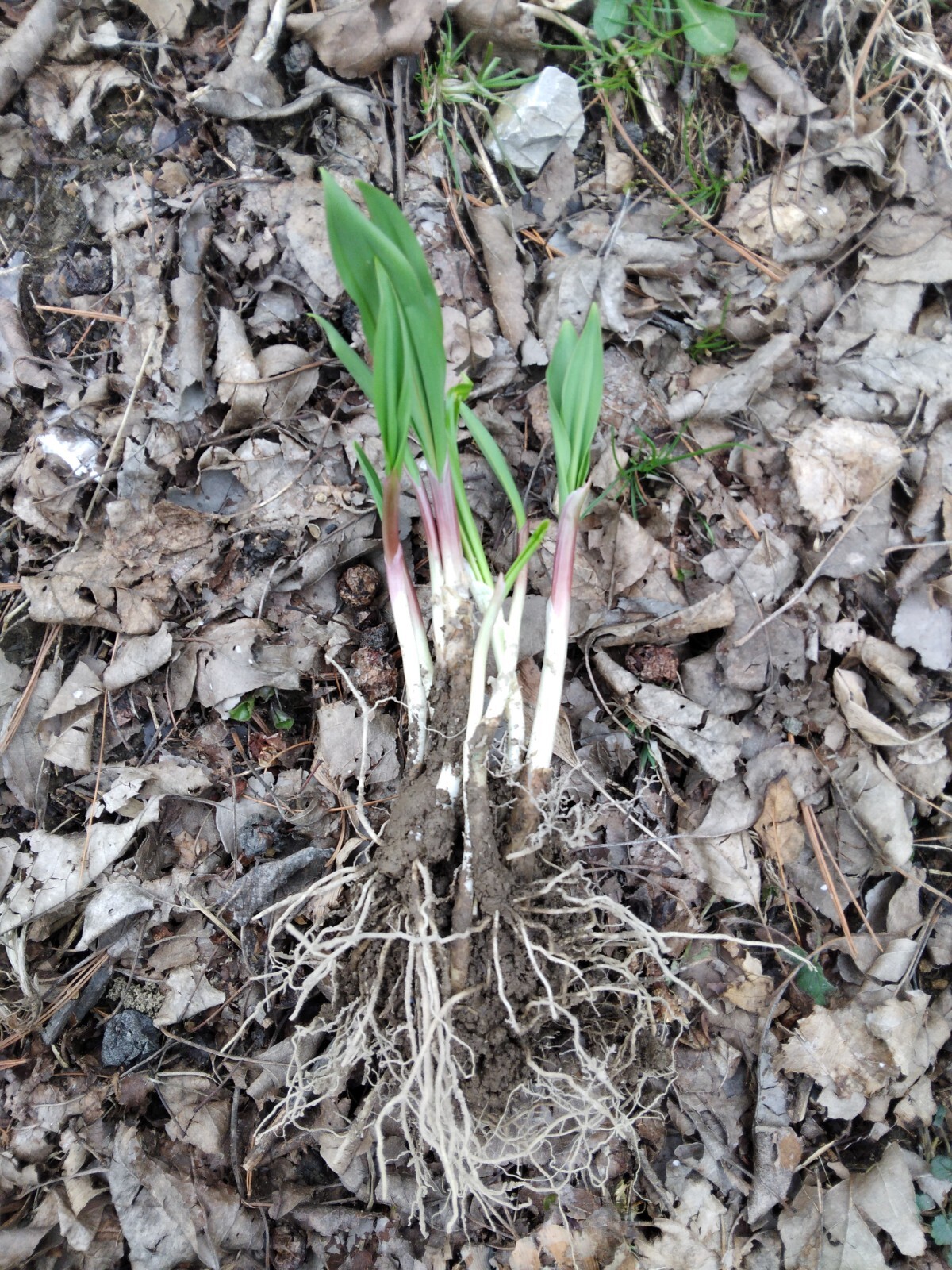 10 Bare root wild leek bulbs (ramps) for planting