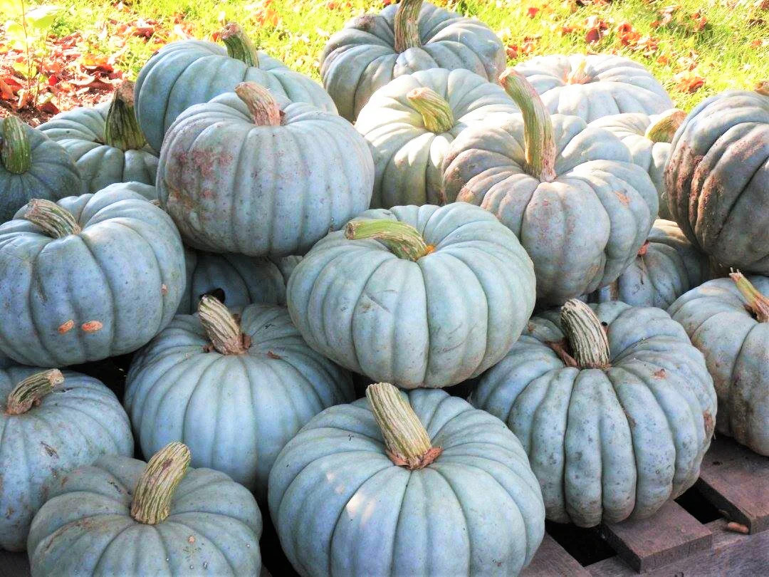 Jarrahdale Blue Pumpkin Seeds | Jarradale Queensland Cinderella Doll 2023 NEW