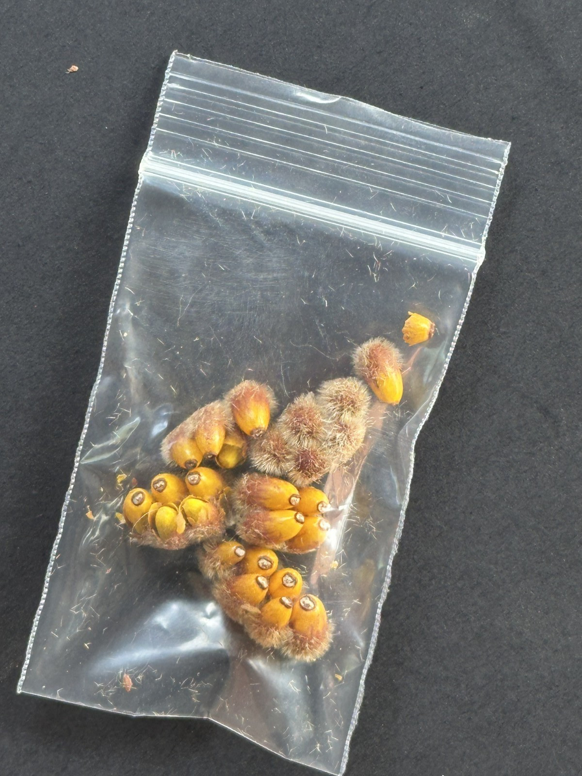 25Pcs Brachychiton Rupestris Seeds | Fresh Queensland Bottle Tree Seeds