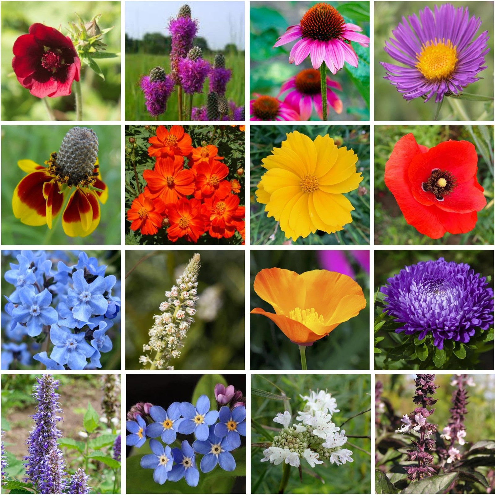 Regional Wildflower – Northeast USA Wildflowers – 100% Pure – Organic, Non-GM…