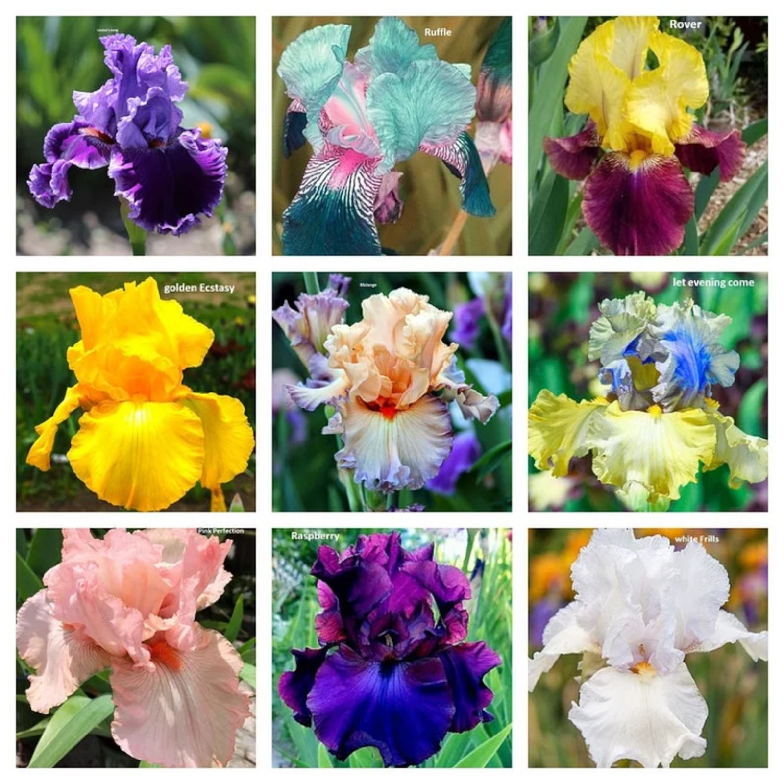 Mixed Color Rare Iris Flower Seeds (30pcs) – Perennial, Iris for Autumn Blooms