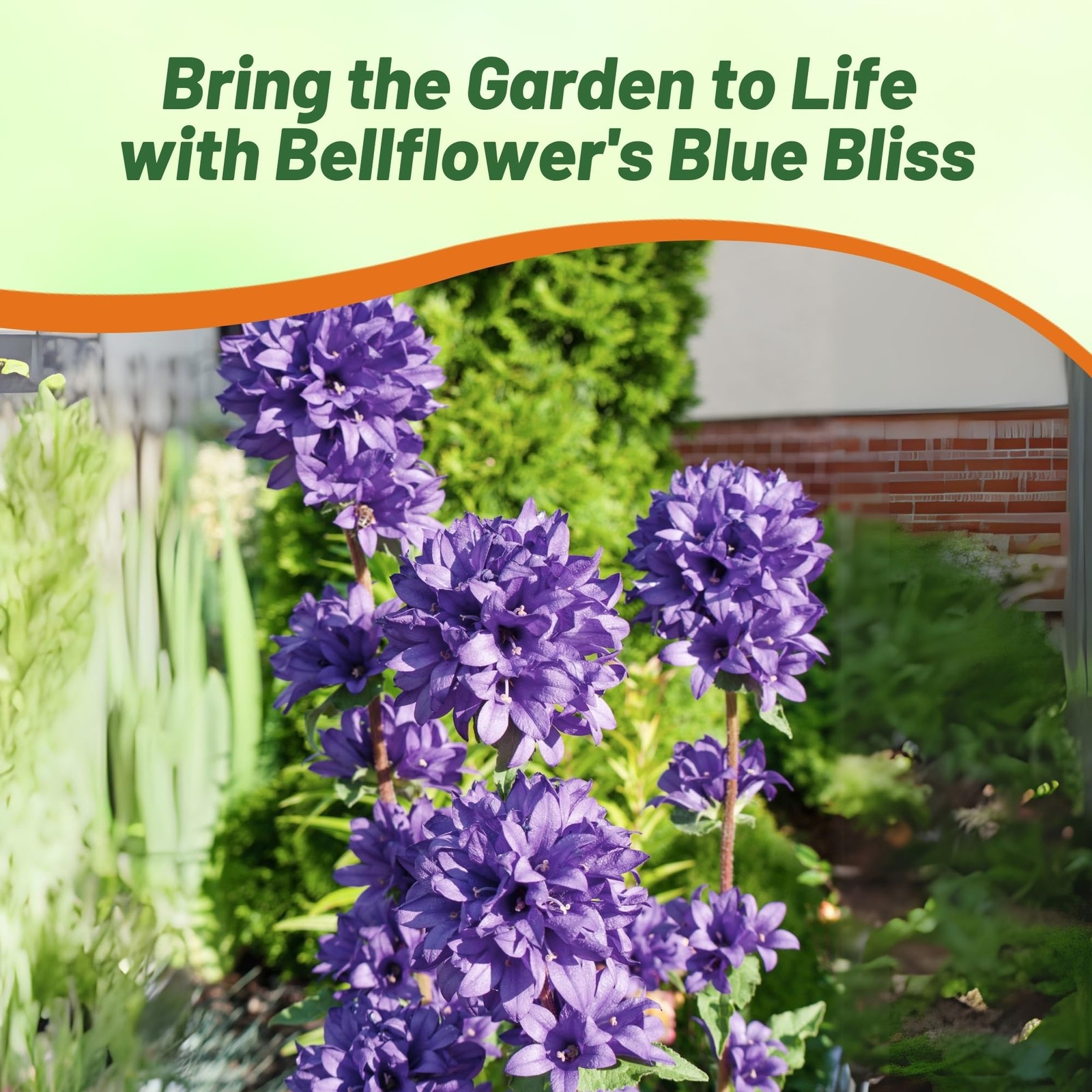 1000 Seeds Bellflower Seed – Bellflower Superba Perennial Flower Seeds