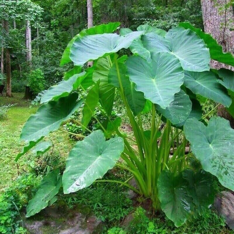 3 LIVE Colocasia Esculenta Elephant Ear Taro Gabi Kalo Eddo Bulbs READY to GROW