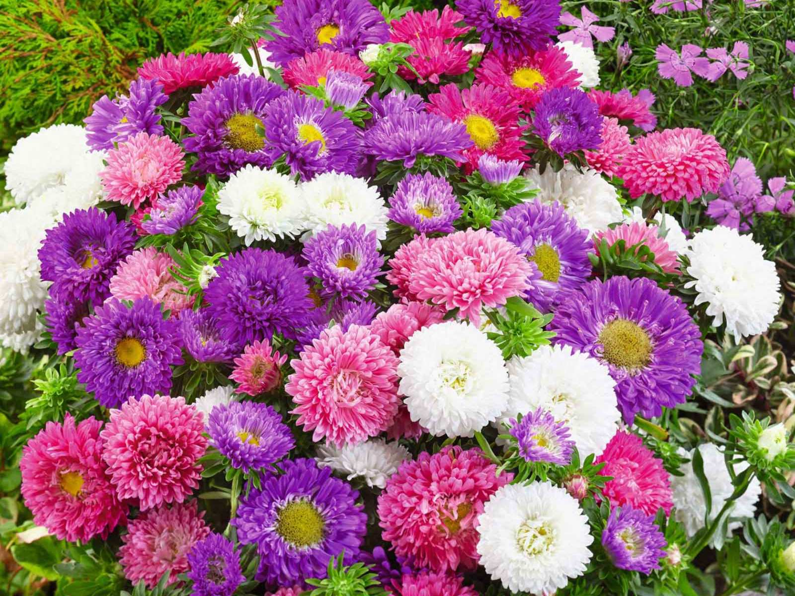 20 Seeds| Aster Seeds (Dwarf) – Colour Carpet Mix