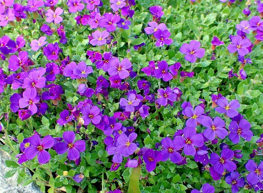 501+PURPLE ROCKCRESS Flower Seeds Drought Heat Cold Groundcover Container Easy
