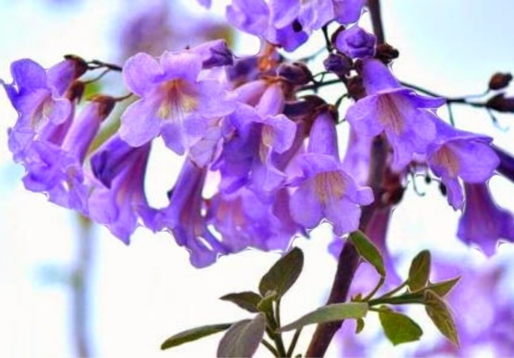 450 Royal Paulownia Empress Tree Seeds Paulownia Elongata Fastgrowing Forest Tre