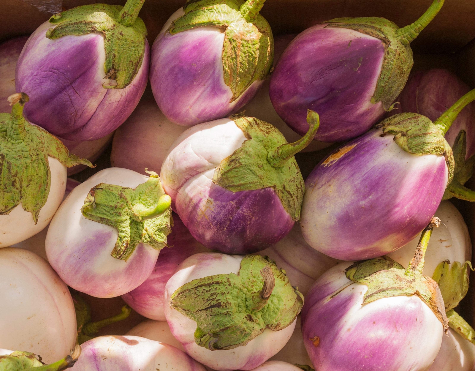 50 Organic Italian EGGPLANT ROSA BIANCA Solanum Melongena Vegetable Seeds