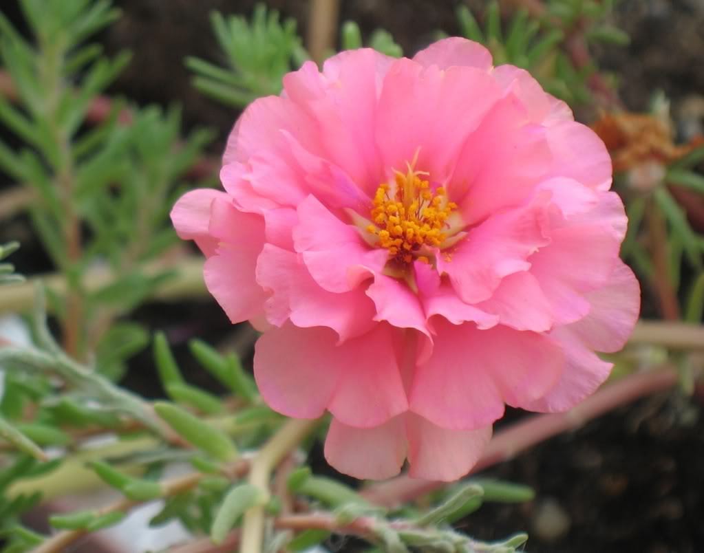 100 PINK PORTULACA Grandiflora / MOSS ROSE Flower Seeds *Flat S/H