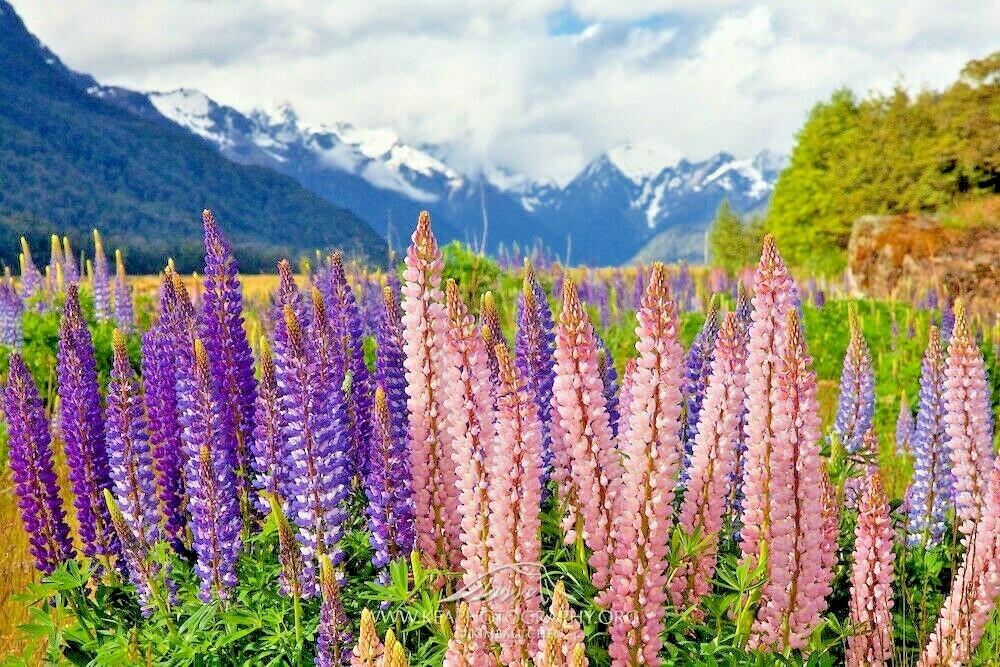 50+LUPINE RUSSELL MIX Seeds Native Wildflower Pollinators Cut Flowers Perennial