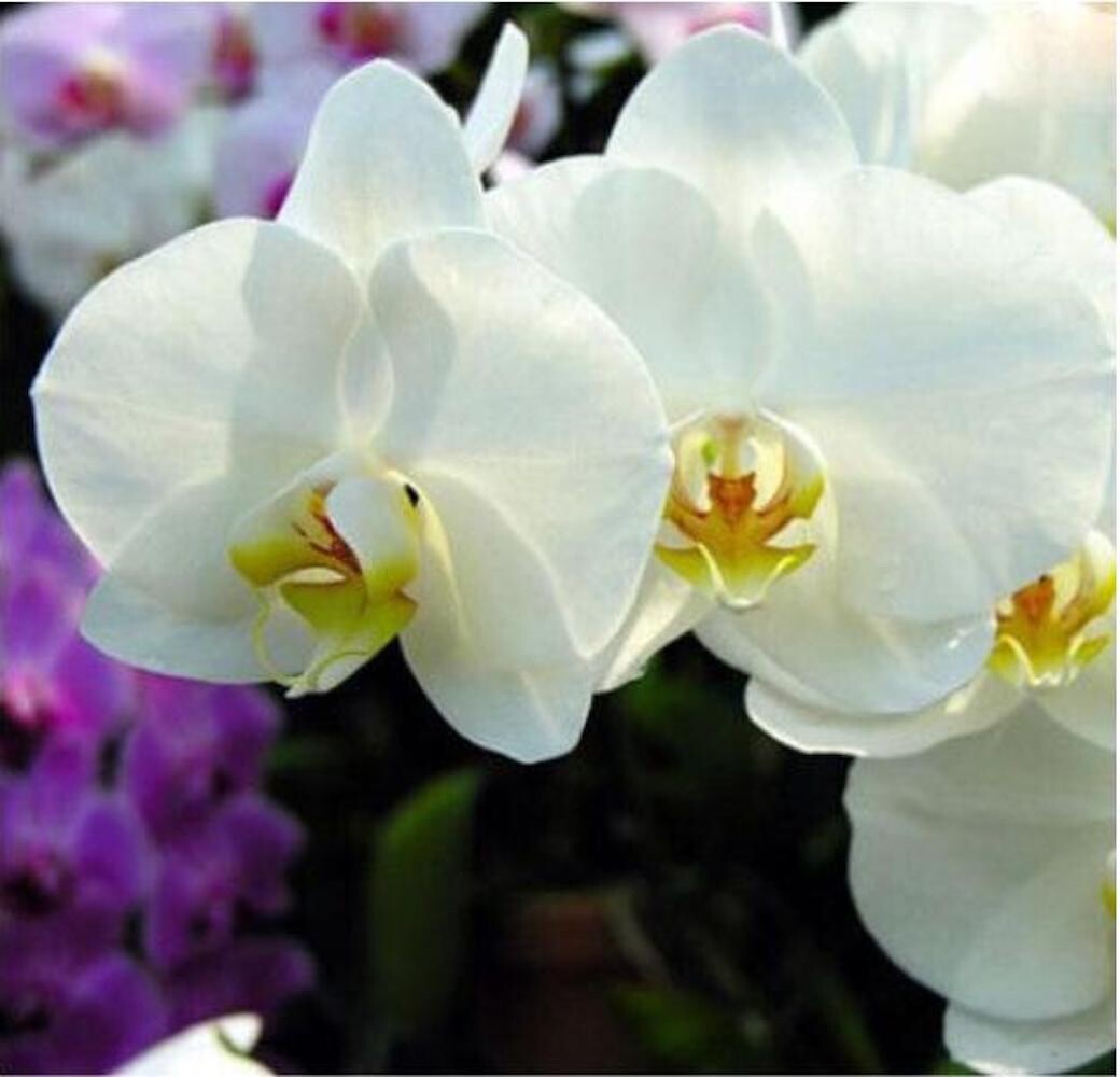 20 SEEDS for White Cream ORCHID rare flower garden exotic house plant USA Seller