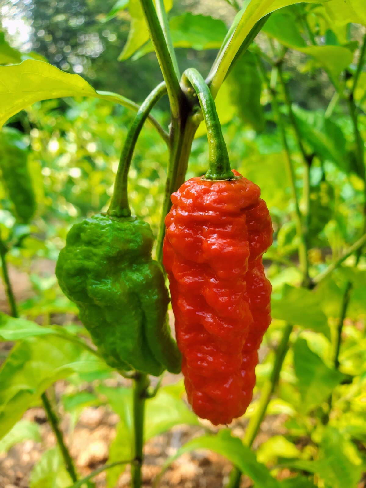 GHOST Pepper Seeds Super Hot! Bhut Jolokia Red 25+ seeds Organically Grown in TN