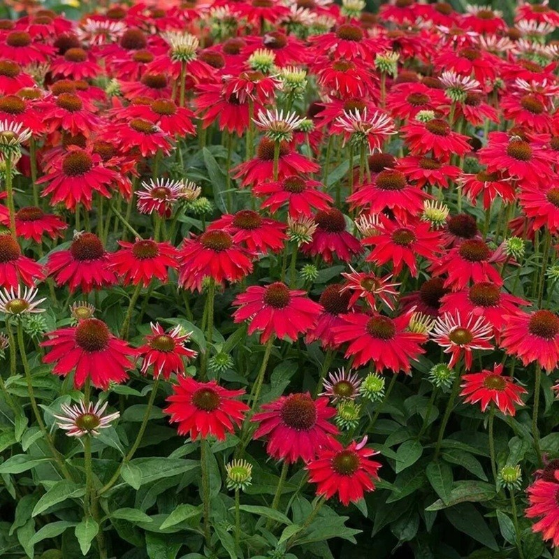 50 Sombrerro Red Coneflower Seeds Echinacea Perennial Seed Flowers US SELLER