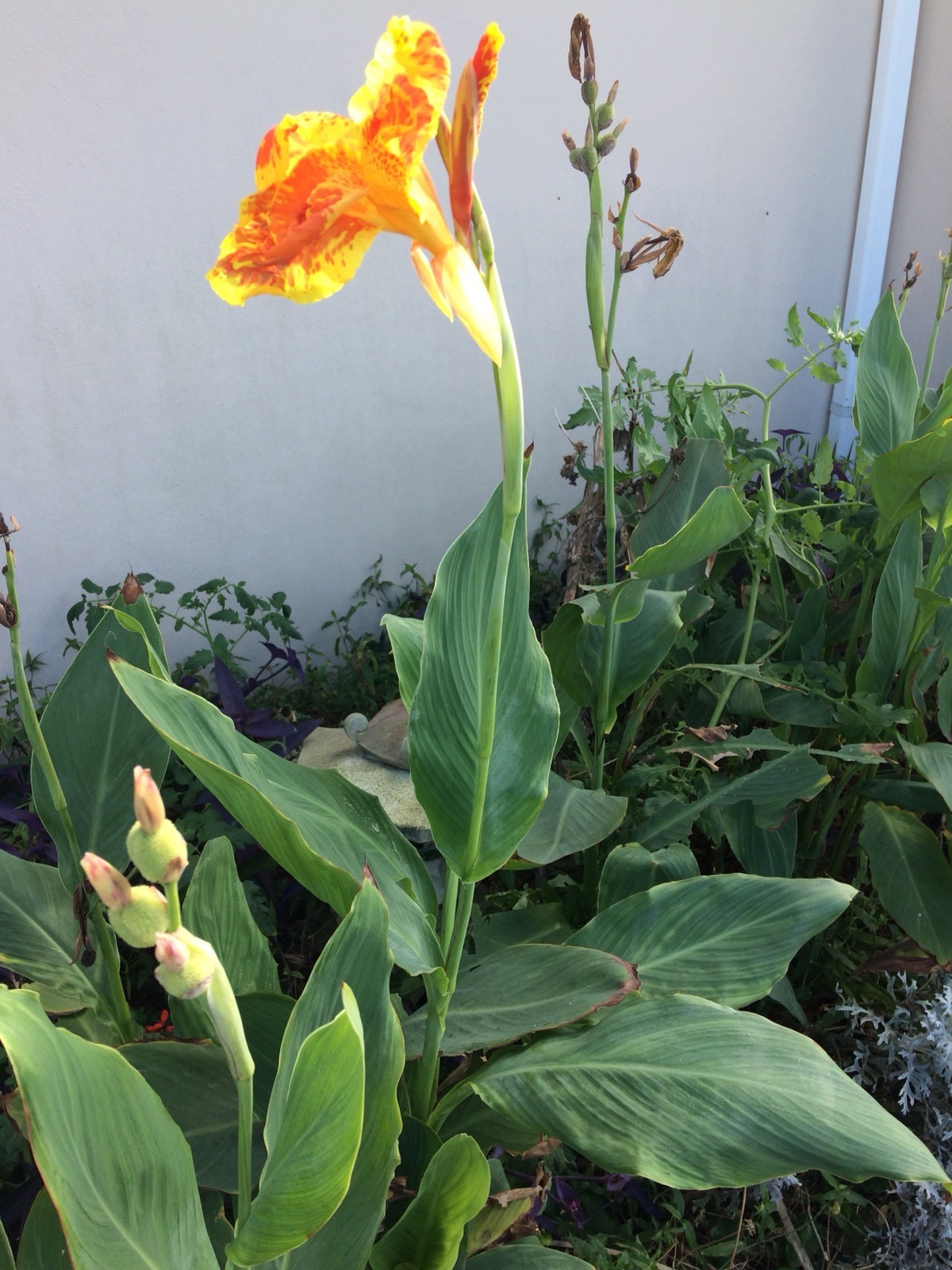 4 variegated Orange Yellow Canna Lily Bulb Well Rooted Tropical Tuber Rhizome