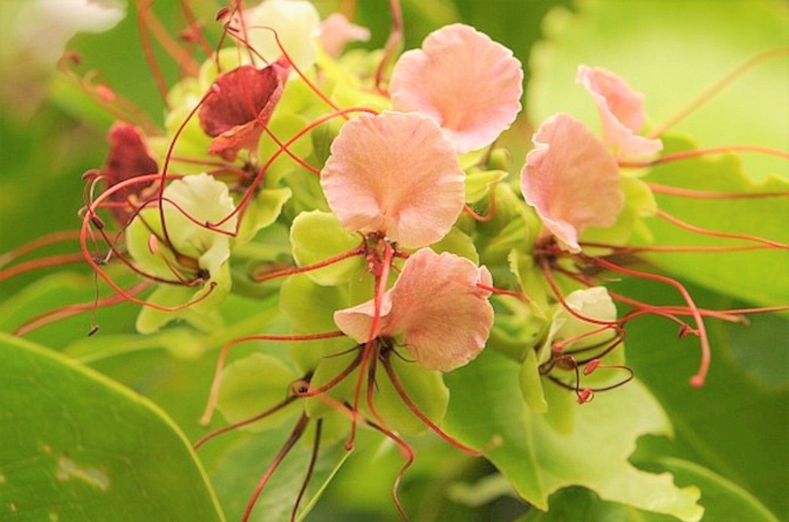 Intsia Bijuga Tree 1 Large Seed Fragrant Flowering Moluccan Ironwood Borneo teak