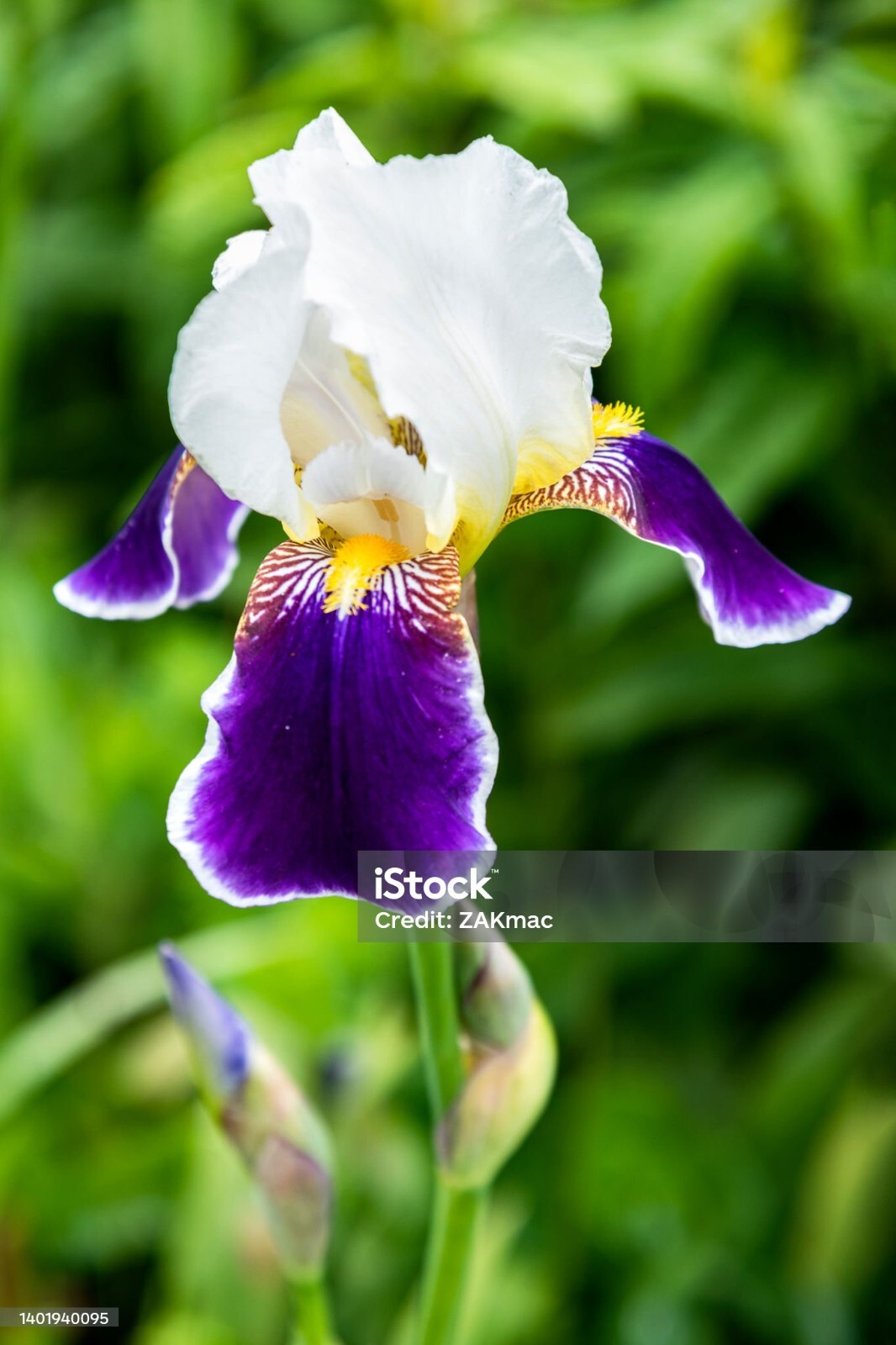 6x MIXED VARIETIES/COLORS BEARDED IRIS Bulbs/Rhizomes FRESH