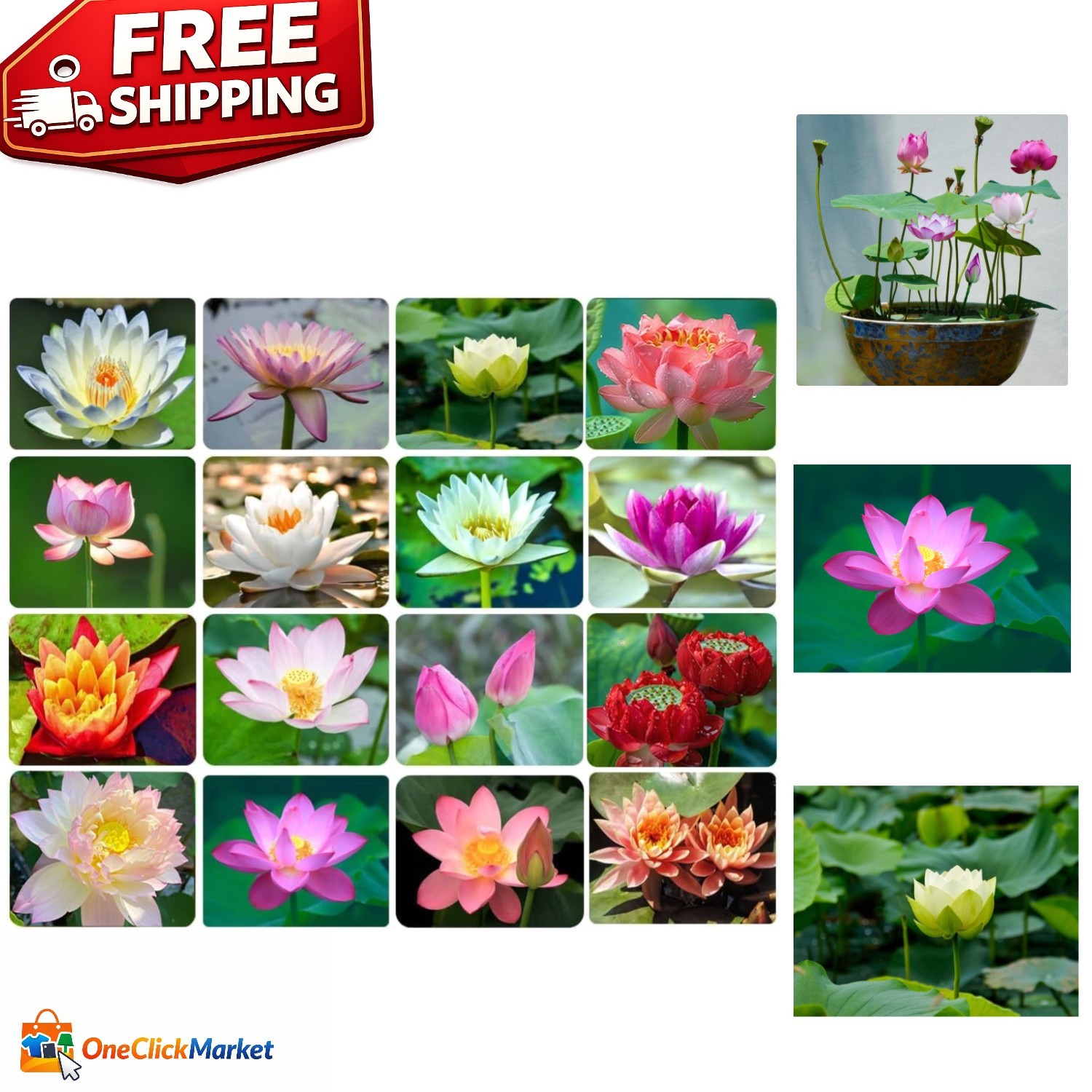 Transform Your Pond with 30PCS Non-GMO Bowl Lotus Seeds for Air Purification