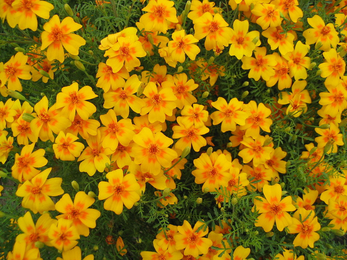Tagetes lemonii MEXICAN MARIGOLD – Perennial! Seeds!