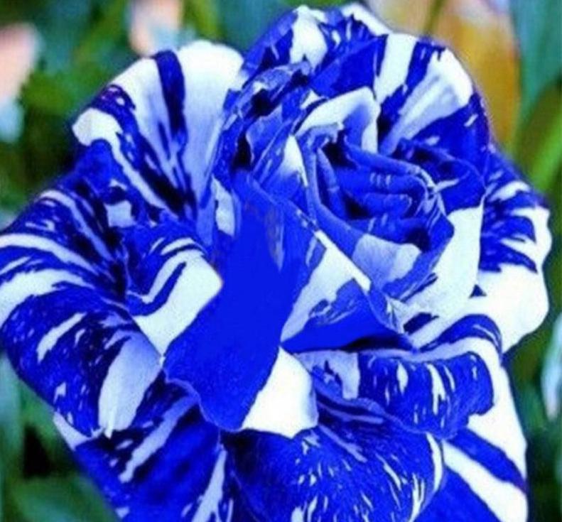 20 EXOTIC RARE STRIPED DRAGON ROSE SEEDS garden flower plant Rosas tea hybrid