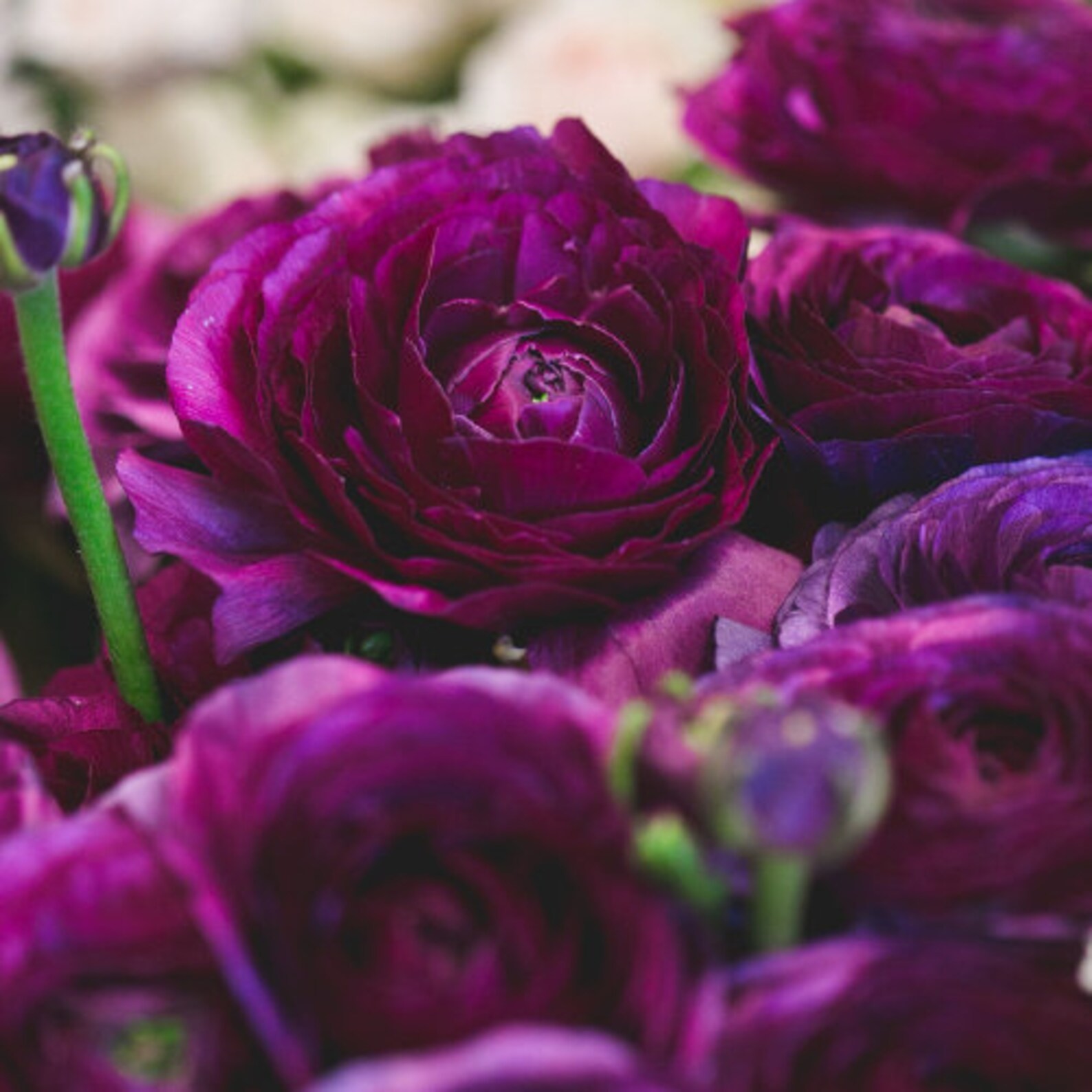 Ranunculus Flower Bulbs 12 Rainbow Mix Corms Peony Rose Butterfly Garden Flowers