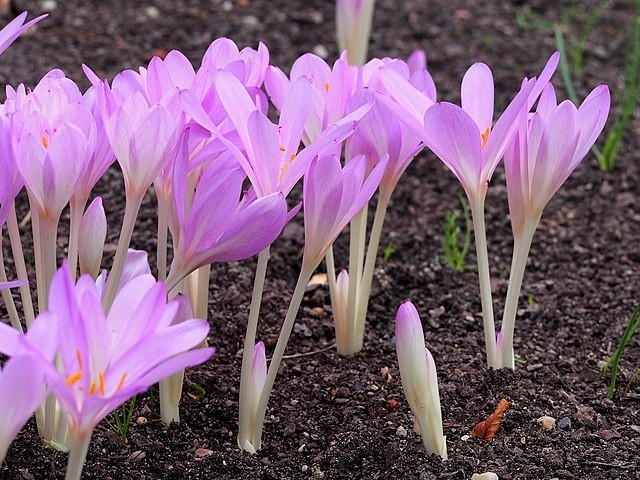 Colchicum autumnale | Autumn Crocus | 20 Seeds