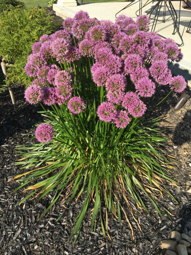 20 ORNAMENTAL ONION, Hardy Allium Rosenbacianum Seeds *FREE Shipping & tracking