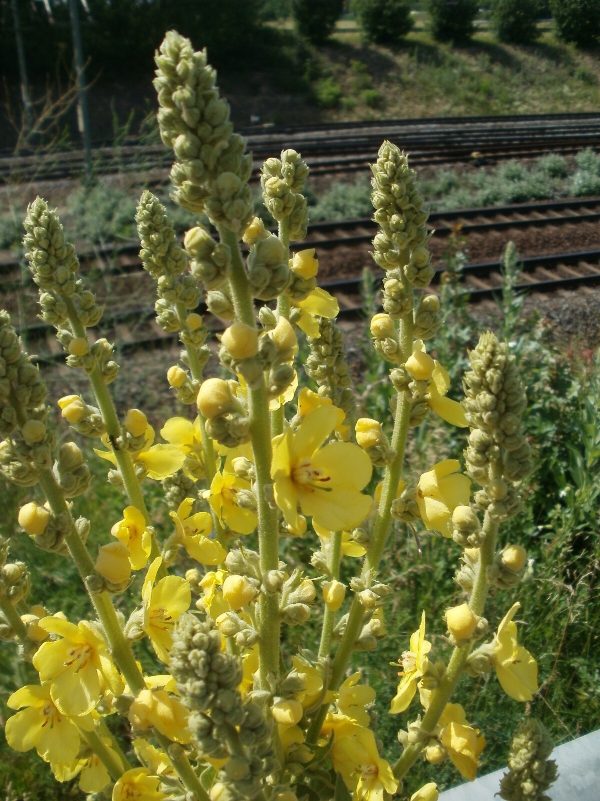 1000 Mullein Seeds – Verbascum thapsus – Herb – Great Mullein