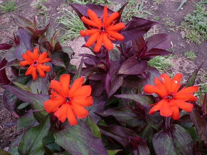 30+ VESUVIUS LYCHNIS SCARLET FLOWER SEEDS BRONZE LEAF/ PERENNIAL/ DEER RESISTANT