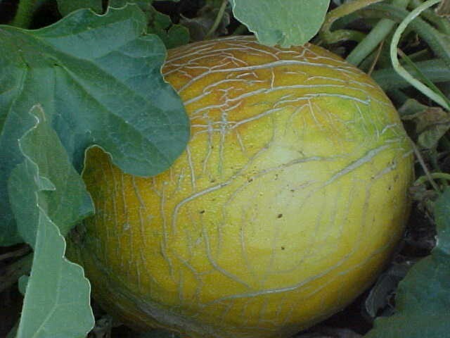 WORLD KNOWN 150 SEEDS PECOS CANTALOUPE MELON SAID TO BE SWEETEST CANTALOUPE