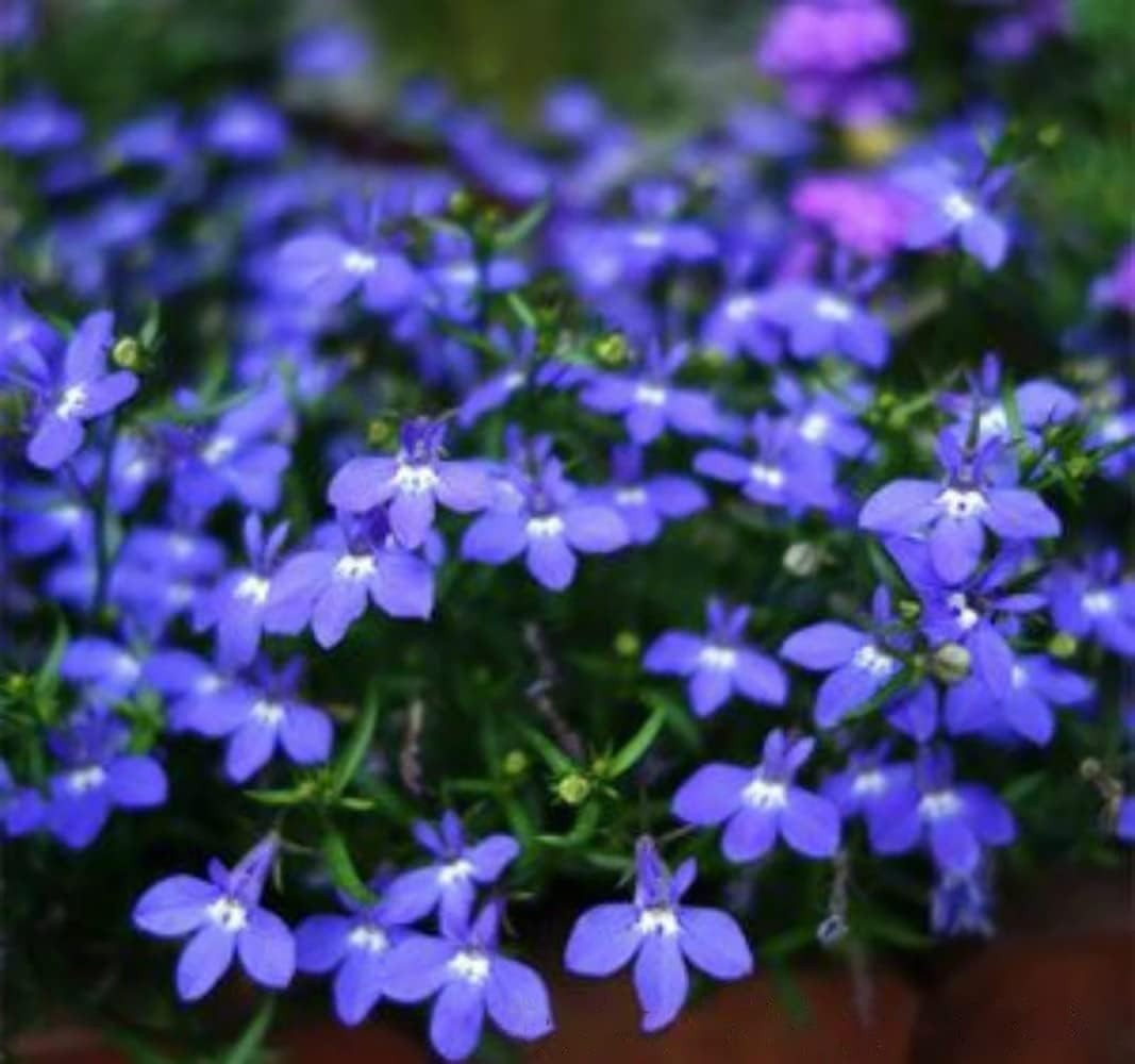 1000 Blue Creeping Thyme Seeds – Ideal Non-GMO Ground Cover for Easy Gardening