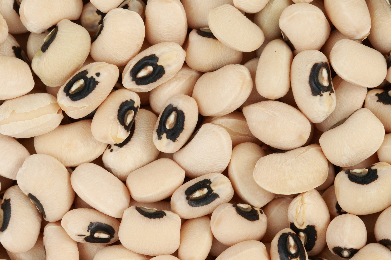 100 BLACKEYE PEA Blackeyed Southern Cow Pea Cowpea Vigna Unguiculata Seeds