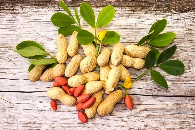 Spanish Peanut Seeds – 10 Pack for Growing Annual Warm-Season Plants, High Yield
