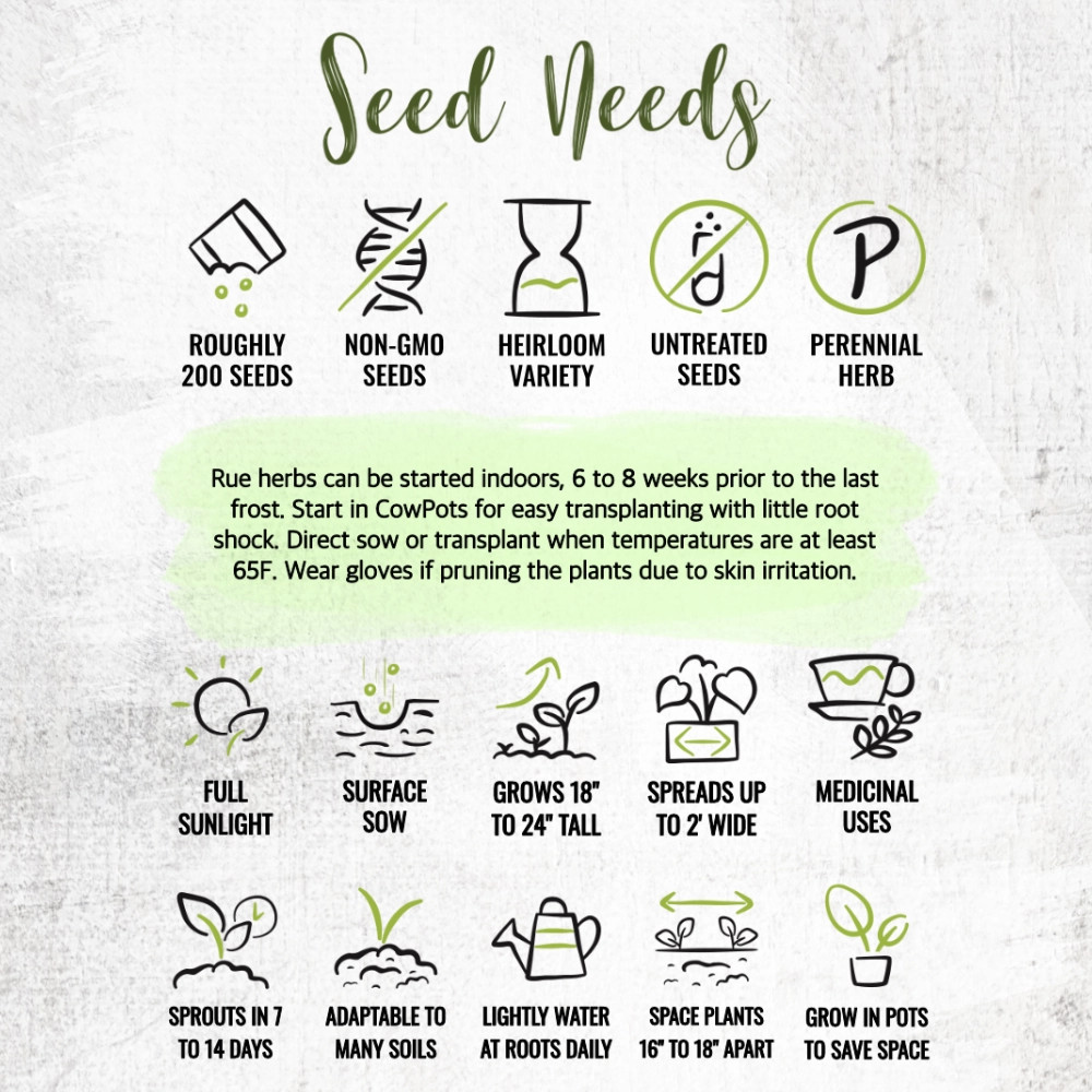 Rue Herb Seeds For Planting (Ruta graveolens)