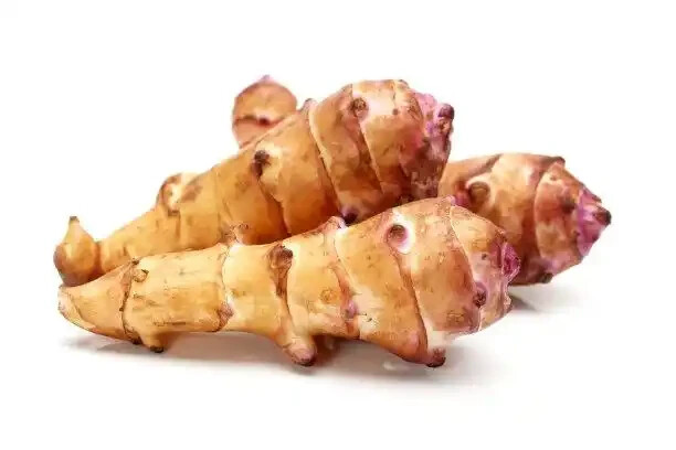 Jerusalem Artichokes tubers Sunchokes  one pound freshly dug for planting.