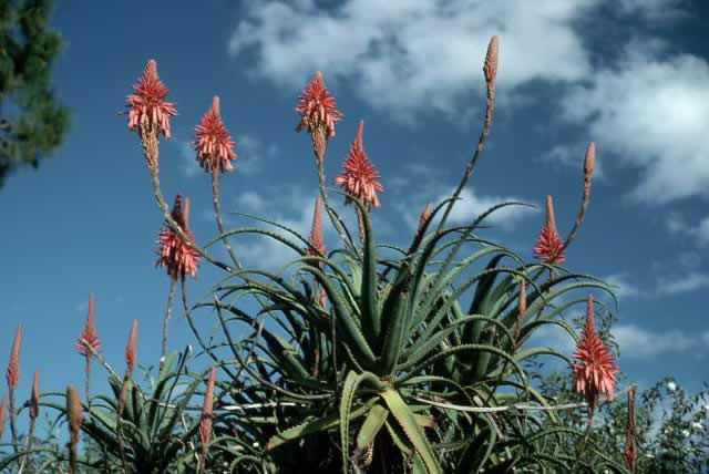 3 Aloe Vera Starter Plant -Rooted Succulent hardy zone 9-11 or Houseplant