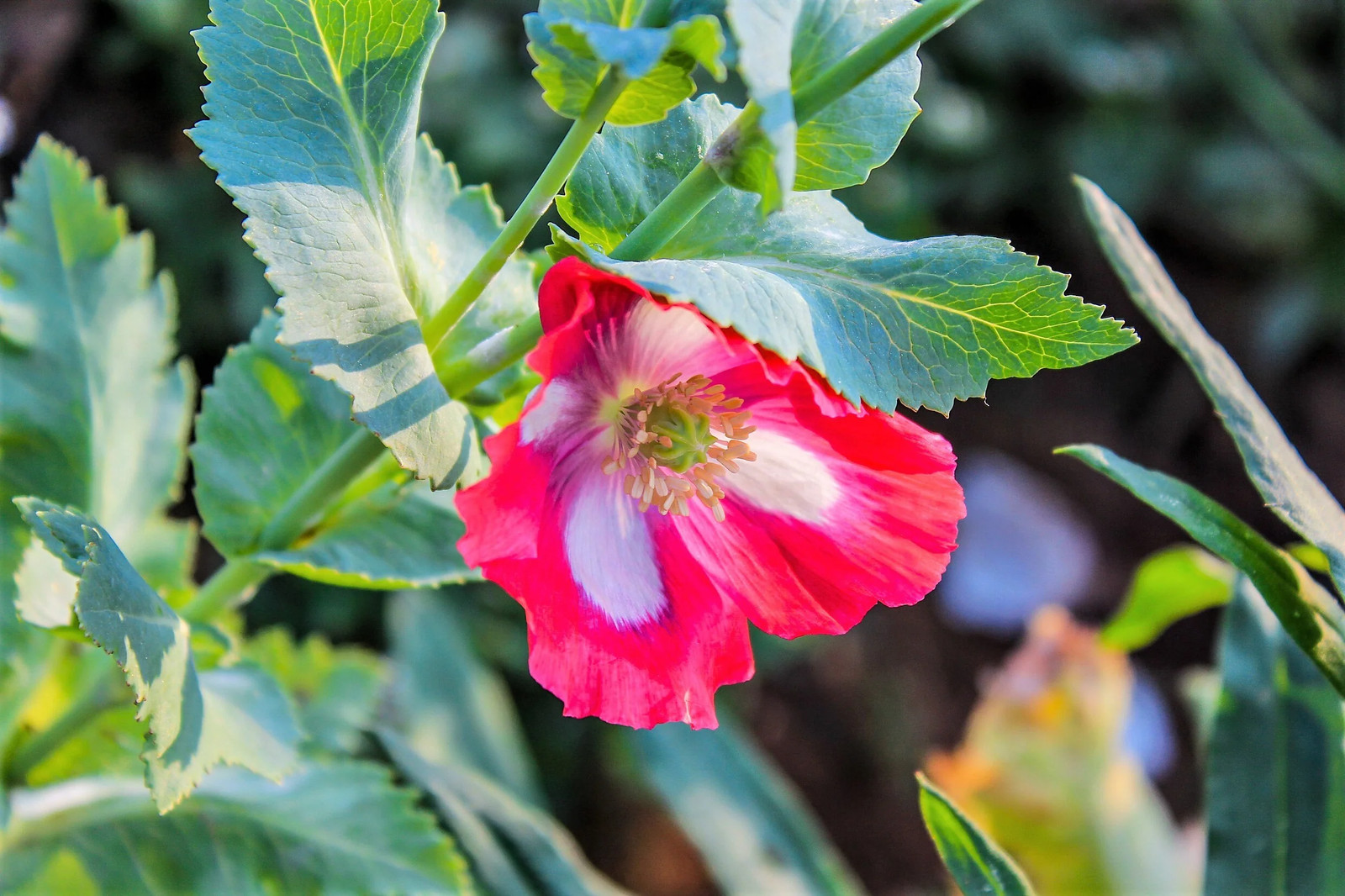 200 AFGHAN RESELECTED Blue POPPY Mixed Colors Papaver Pink Purple Flower Seeds