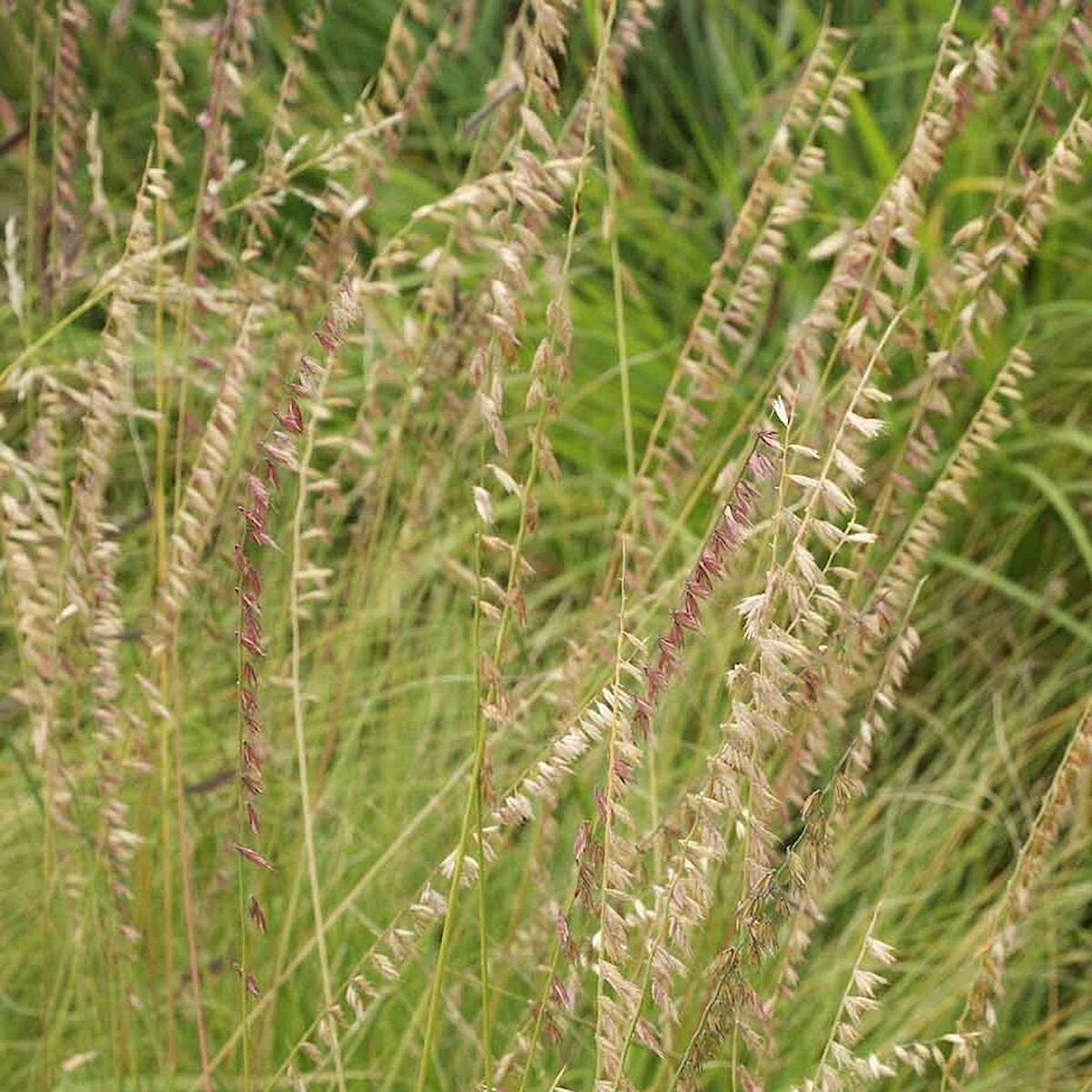 1/4 Lb Side Oats Grama Native Grass Seeds – Everwilde Farms Mylar Seed Packet