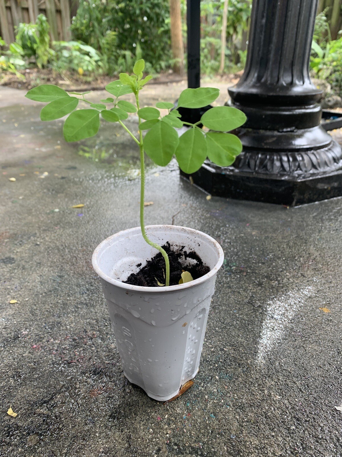 Ripkitty Moringa Oleifera (Tree of Life) Wingless Seeds Planting Nuts FREE S/H!