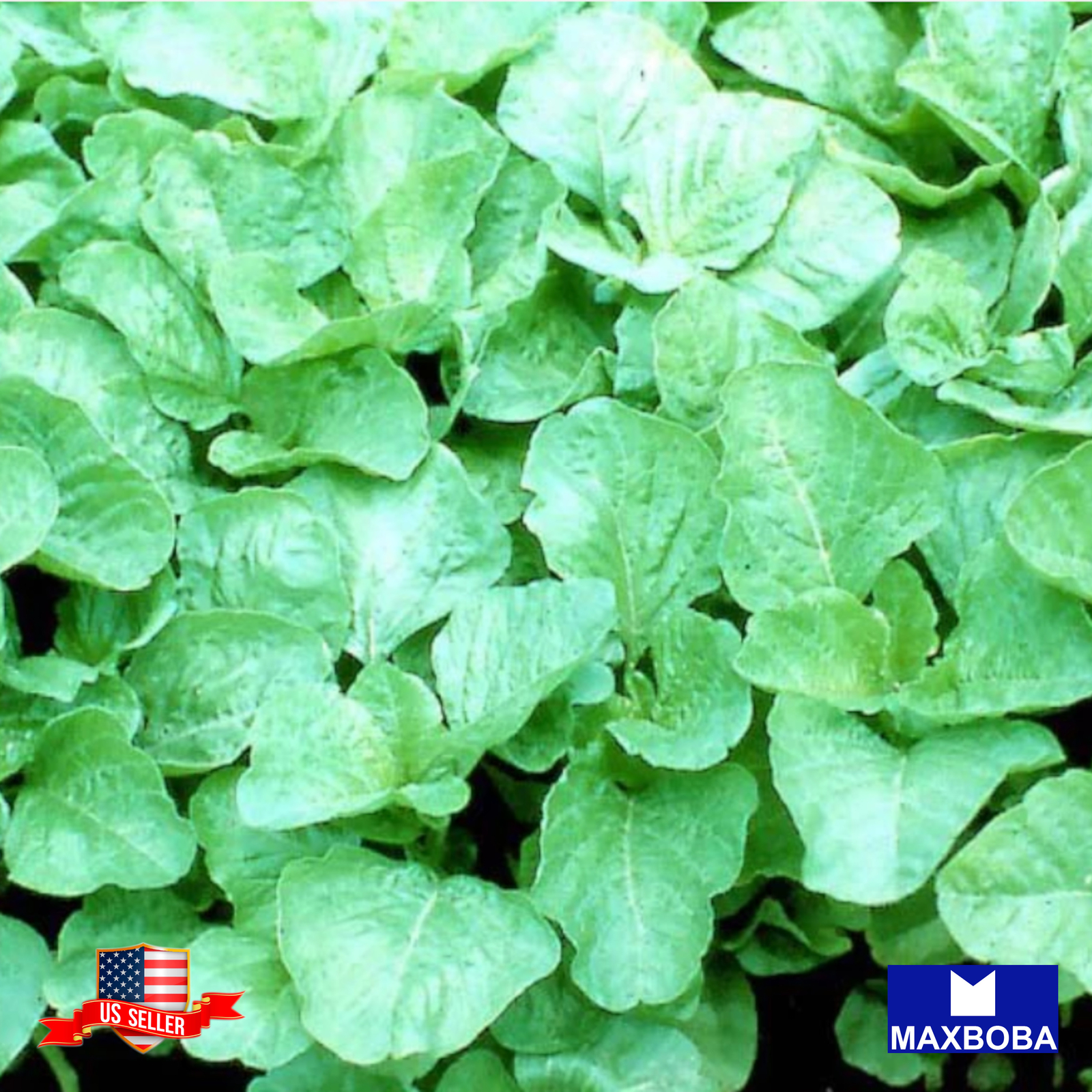 500+ Amaranth Seeds Green Leaf Lu Hsien Non-GMO Heirloom BOGO 50% OFF