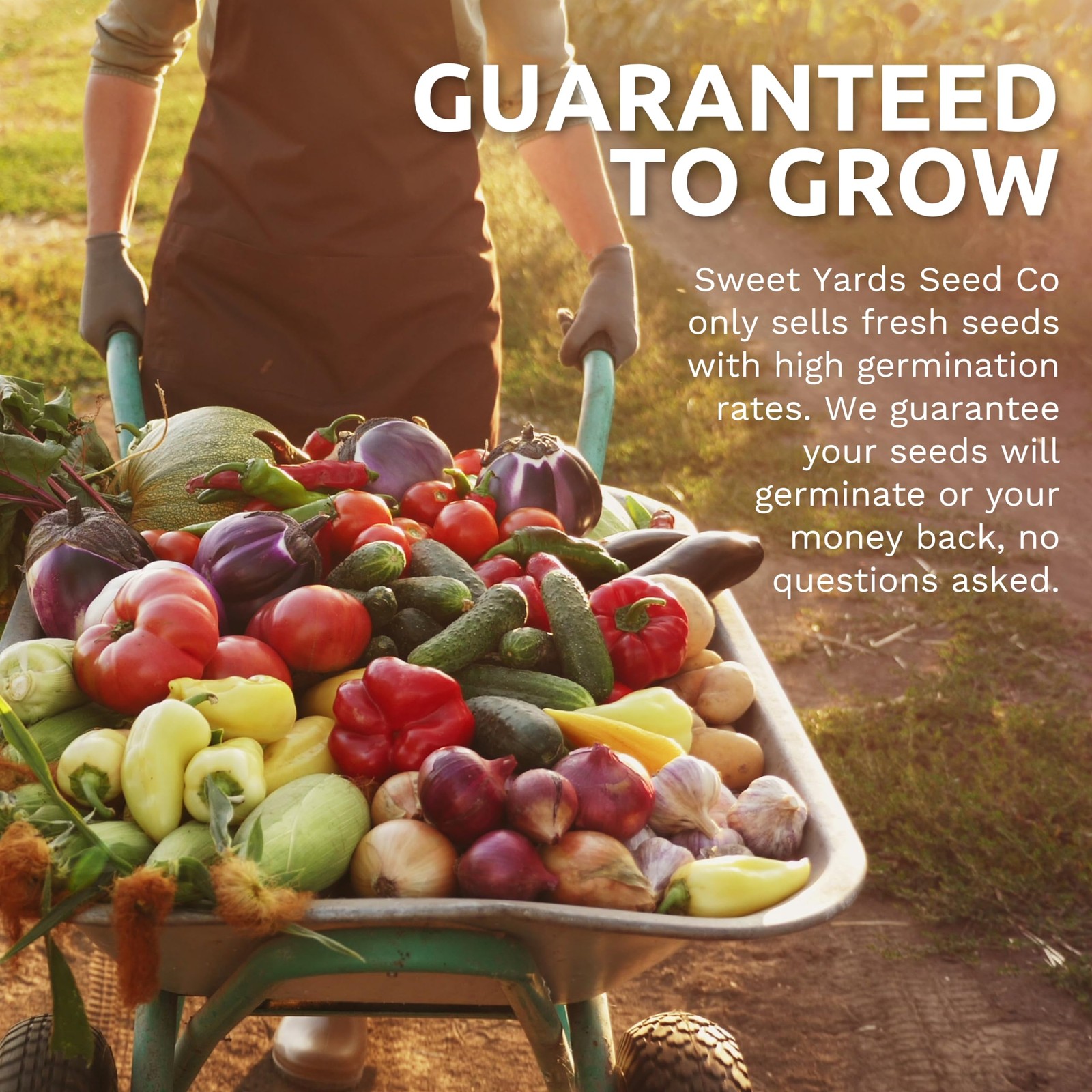 Organic Heirloom Garden Seeds Variety Pack 10 NonGMO Indoor & Outdoor Seeds