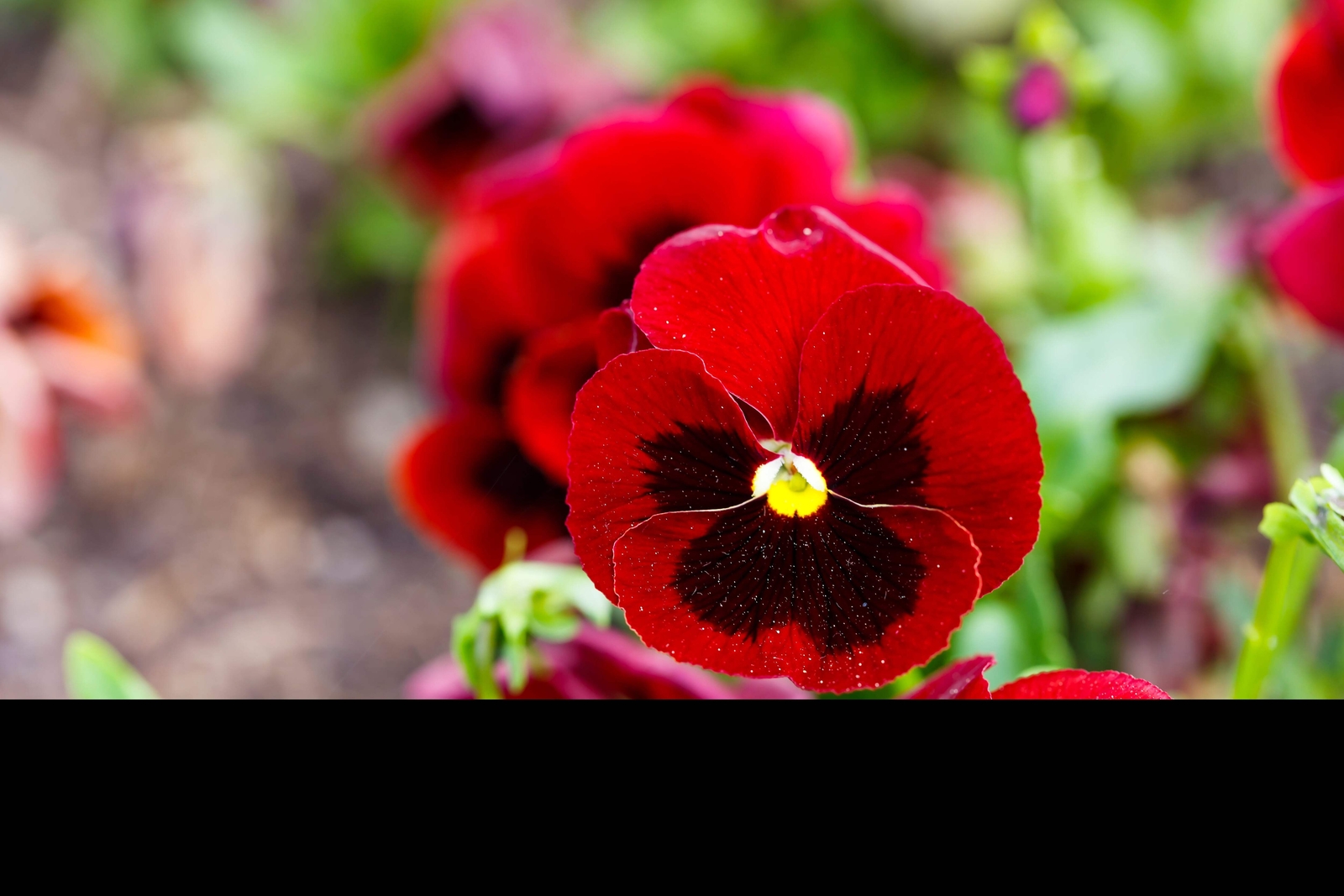 50 RED & BROWN PANSY Swiss Giant Viola Wittrockiana Violet Flower Seeds *Flat SH