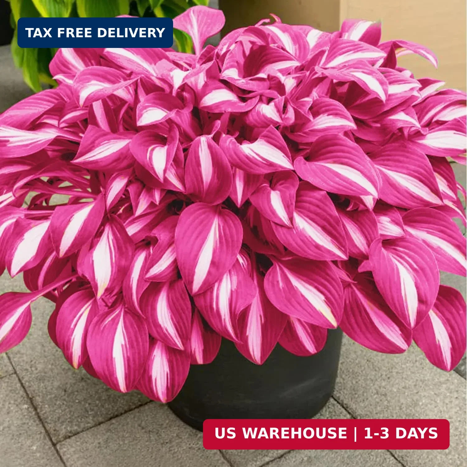 Hosta Seeds, 160+ Non-GMO Heirloom Shade Plants, Hardy Perennial Garden Foliage