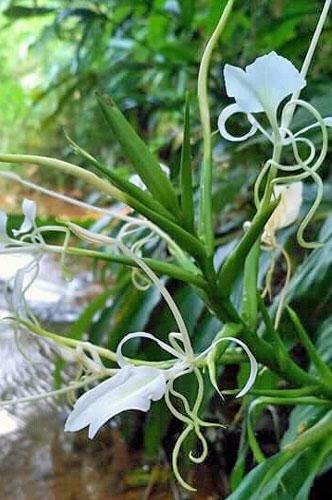 Hedychium stenopetalum | Giant White Butterfly | White Star Ginger | 5 Seeds