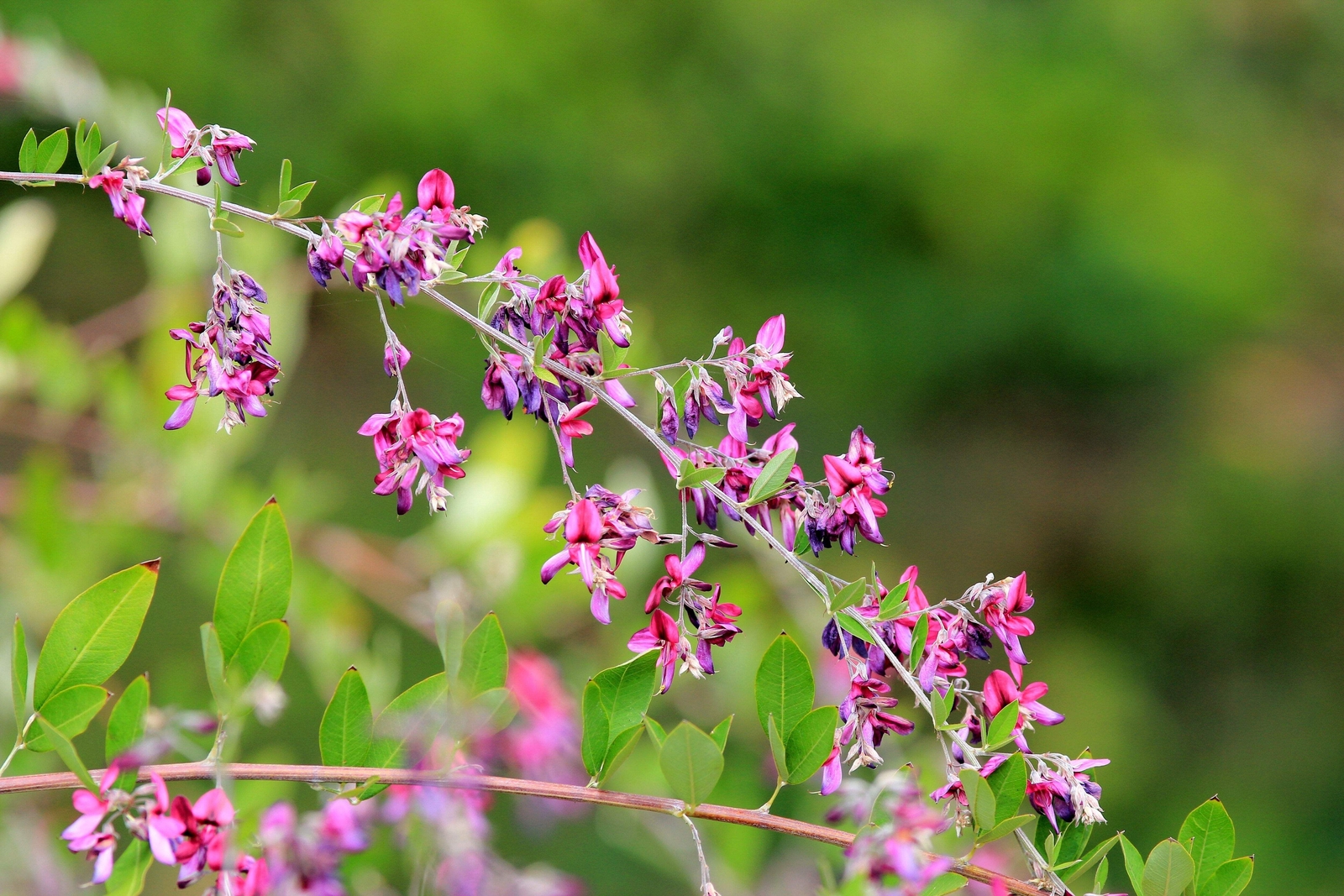 100 SLENDER BUSH CLOVER Lespedeza Virginica Shrub Pink Purple Flower Seeds