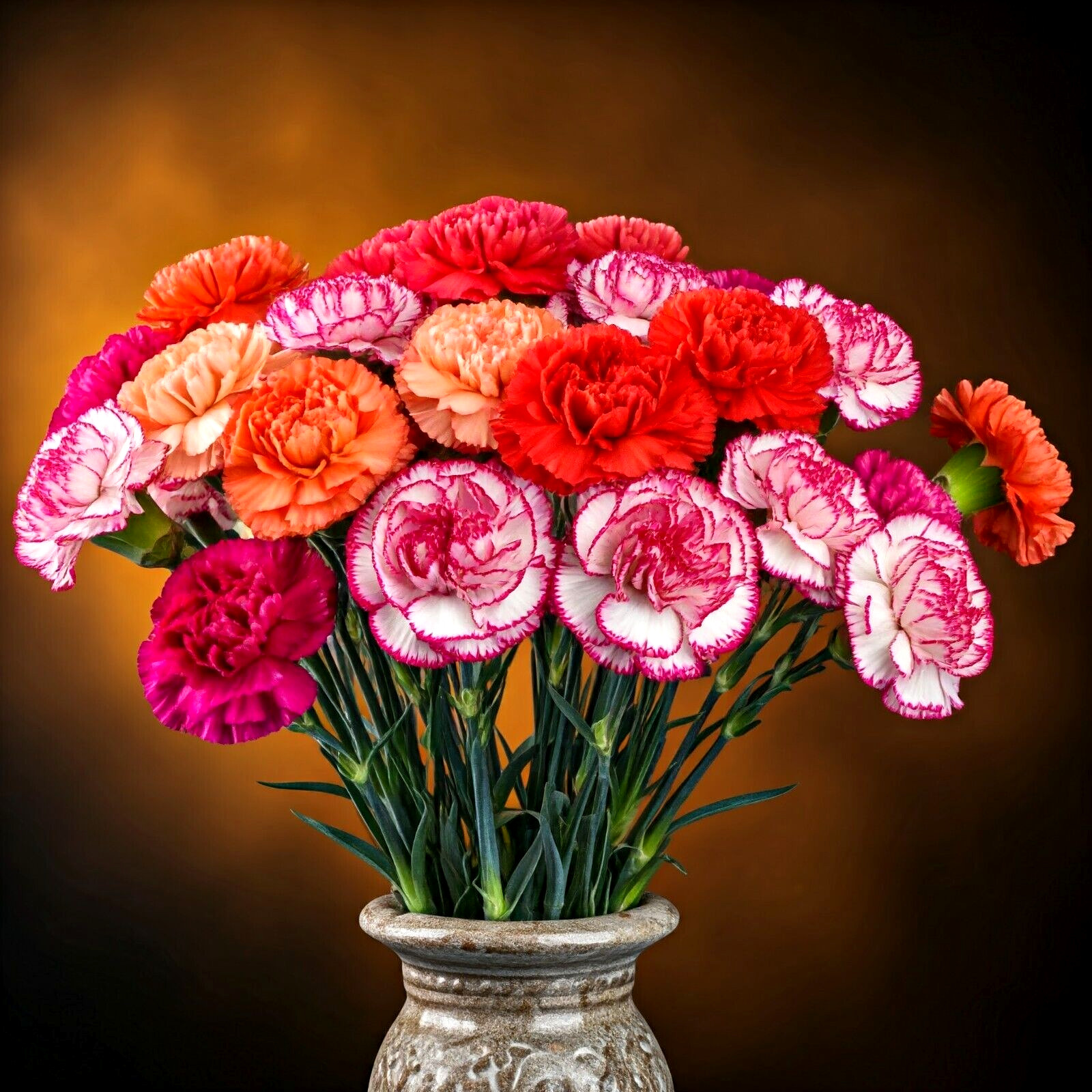 300+ CARNATION DOUBLE MIX SEEDS RARE DIANTHUS FLOWERS RARE BLOOMS FREE SHIPPING