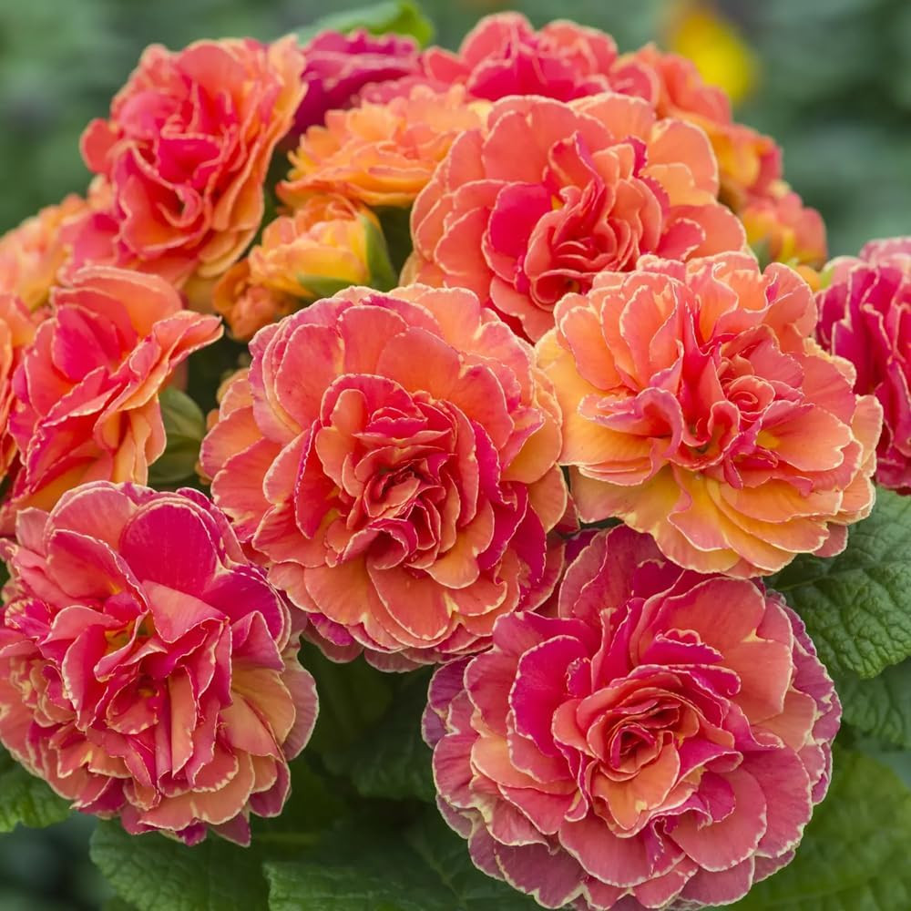 302 Mixed Perennial Primrose Seeds for Planting-Fragrant Double Primula Auricula