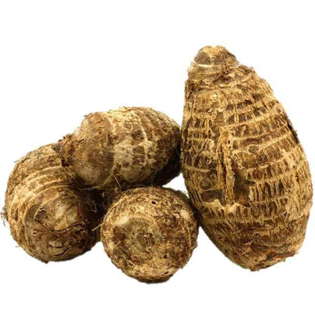 2-Pack Giant Elephant Ear Colocasia Bulbs – Tropical Plant for Lush Garden Grow