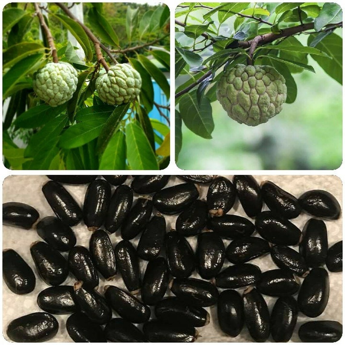 10+ Extra Sweet Sugar Apple Australian Seeds  | Sweetsop Mang cau | Trái Na
